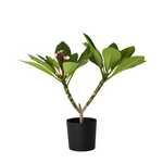 Frangipani - Plumeria Rubra 'pink' - Height 55-70cm - ⌀17cm | Set of 1 | Pink