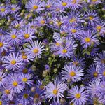 Hayloft Symphyotrichum Asmo - Aster 1 X 9cm Pot