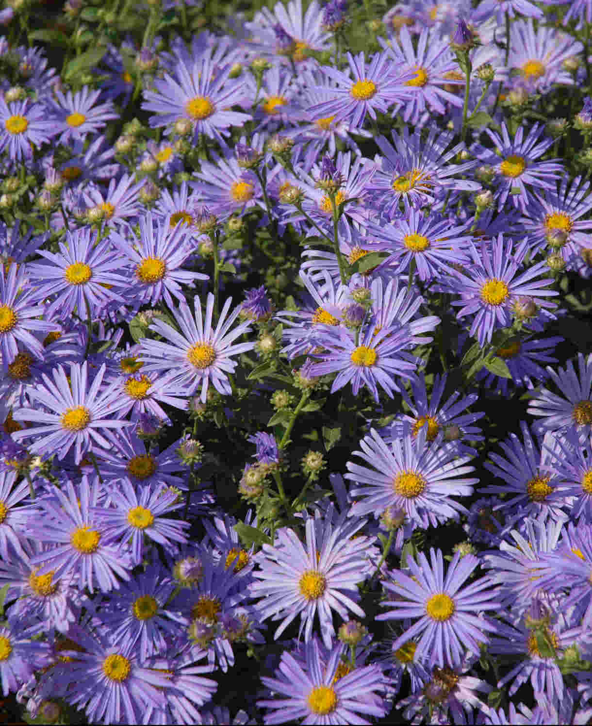 Hayloft Symphyotrichum Asmo - Aster 1 X 9cm Pot