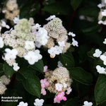 Hydrangea Paniculata Living Infinity 1 Litre Potted Plant X 1