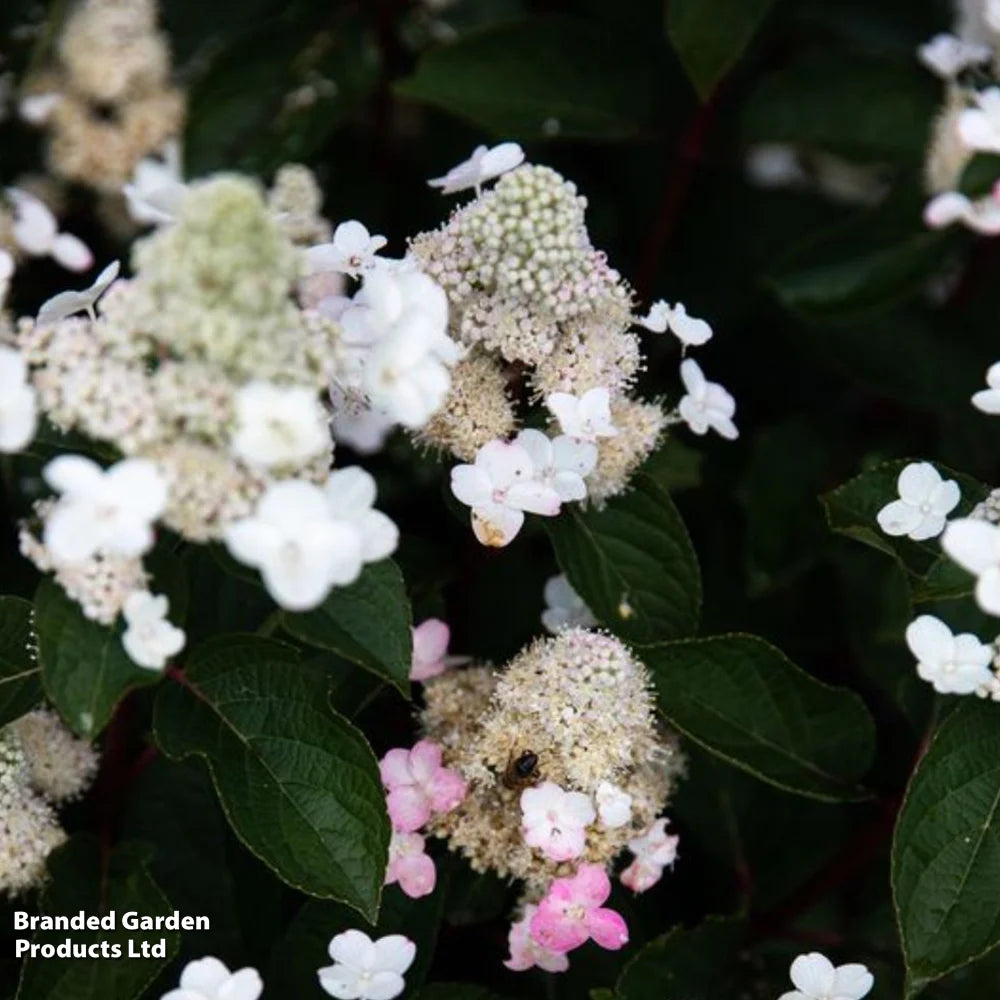 Hydrangea Paniculata Living Infinity 1 Litre Potted Plant X 1