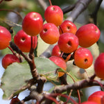 Malus Rudolph Crab Apple Tree 6ft Tall Supplied In A 12 Litre Pot