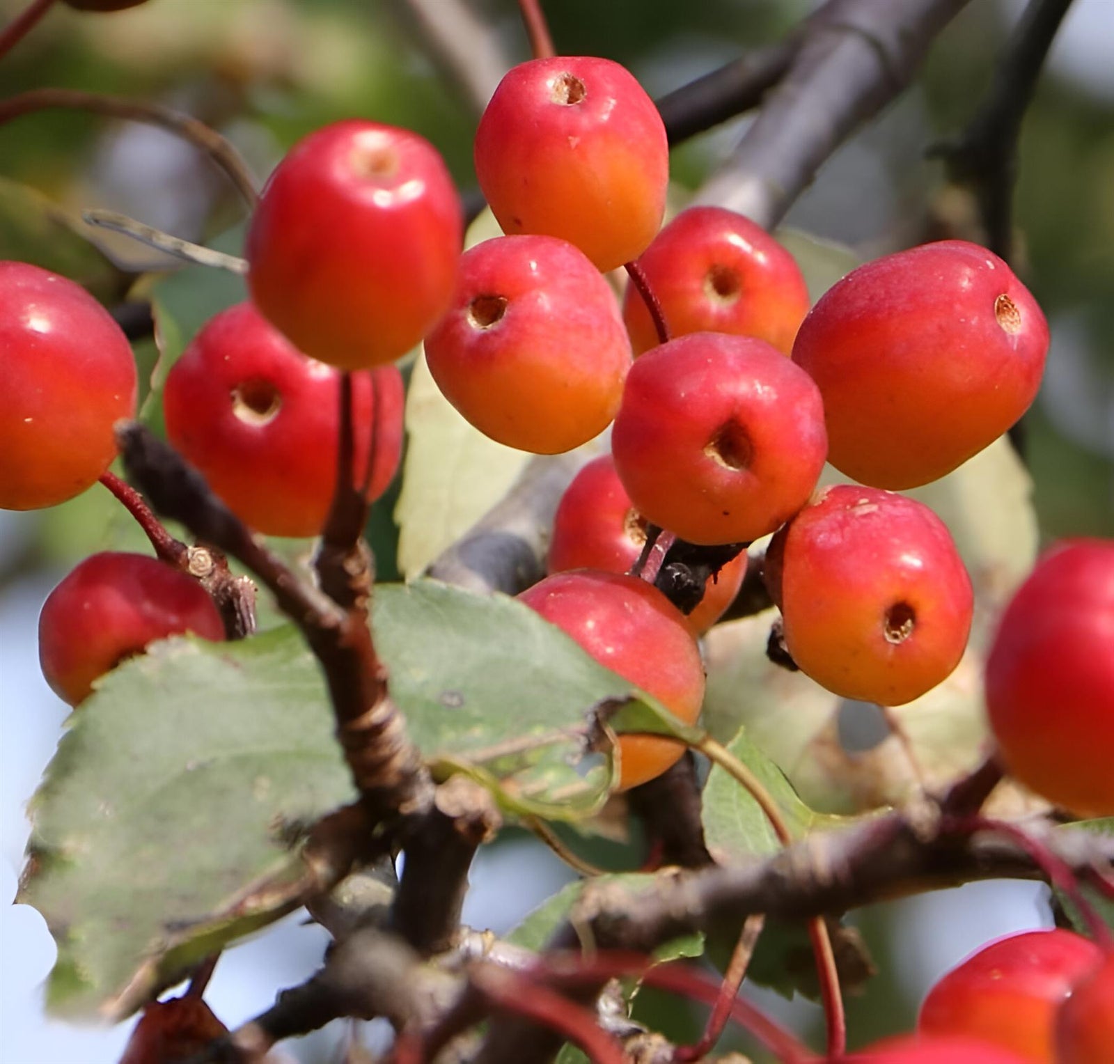 Malus Rudolph Crab Apple Tree 6ft Tall Supplied In A 12 Litre Pot