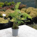 Dicksonia Antarctica Tree Fern | 1 x 2L