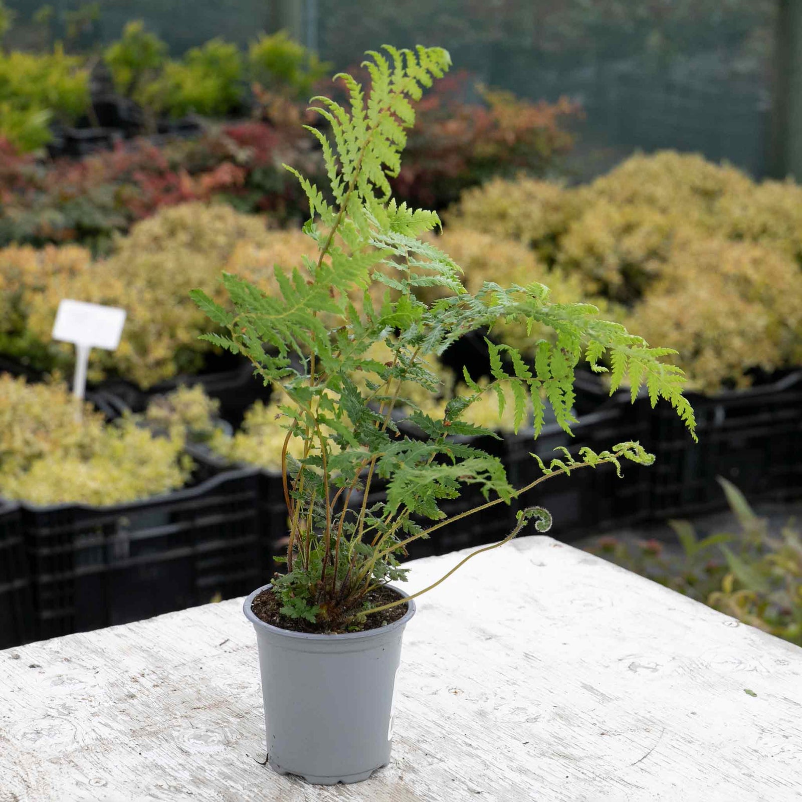 Dicksonia Antarctica Tree Fern | 1 x 9cm