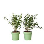 Gum Bush - 2 Pcs. - Eucalyptus 'botanic Hearts' - Height 35-45cm - ⌀15cm | Set of 2 | Yellow