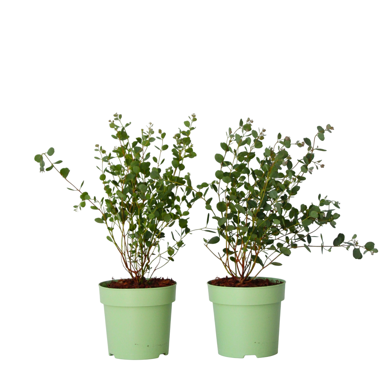 Gum Bush - 2 Pcs. - Eucalyptus 'botanic Hearts' - Height 35-45cm - ⌀15cm | Set of 2 | Yellow