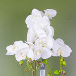 Artificial 54cm Orchid Plant White With Gold Pot