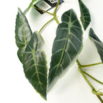 110cm Artificial Hanging Trailing Dark Green  Plant