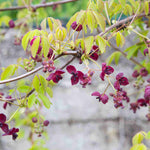 Akebia Quinata - Chocolate Vine - 9cm Pot | 3 x 9cm | Purple