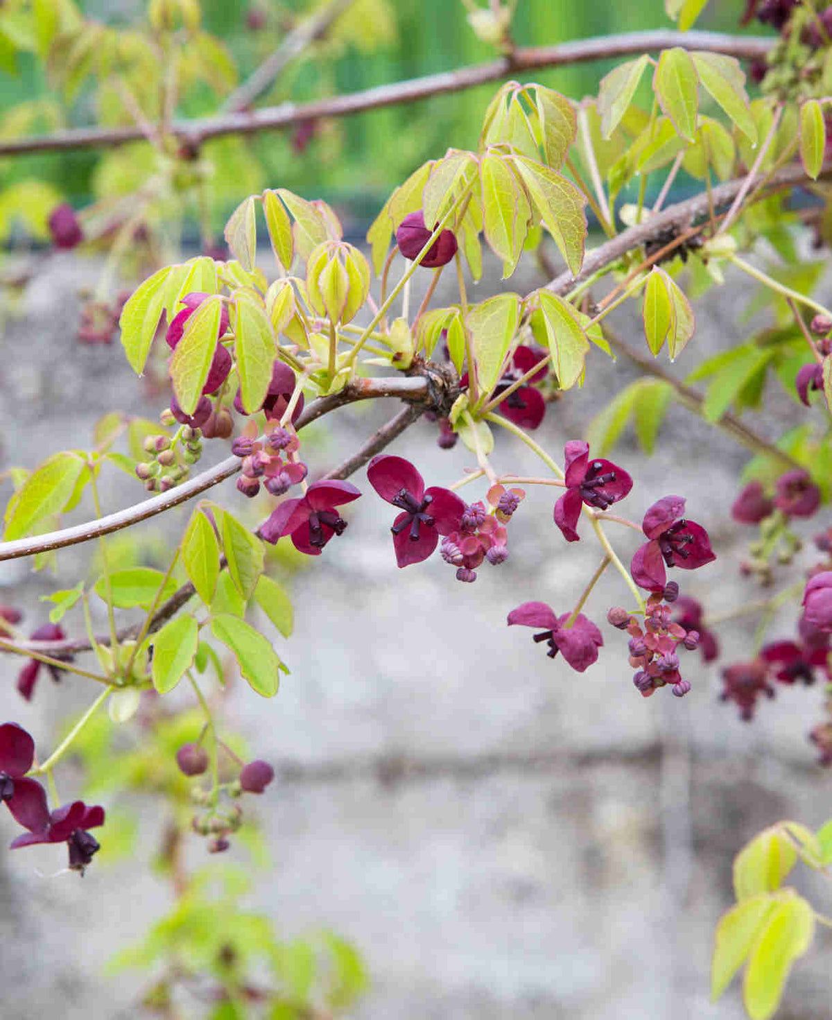 Akebia Quinata - Chocolate Vine - 9cm Pot | 3 x 9cm | Purple