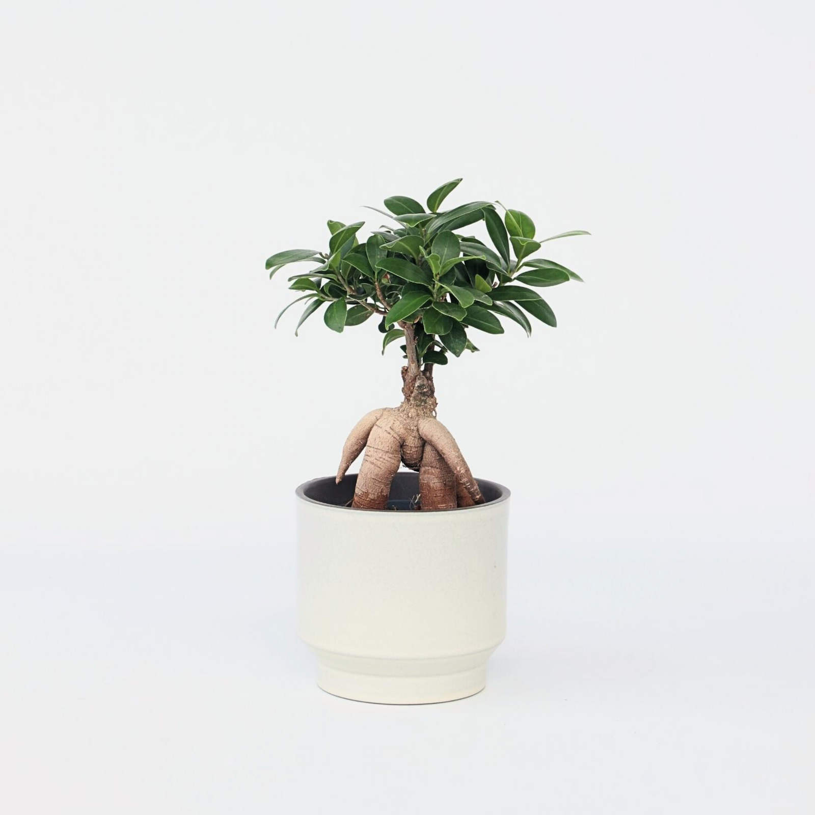 Curtain Fig - Ficus Microcarpa - Height 30-40cm - ⌀12cm | Set of 1 | Green