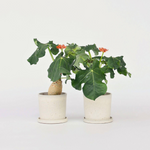 Buddha Belly - 2 Pcs. - Jatropha Podagrica - Height 25-45cm - ⌀13cm | Set of 2 | Orange