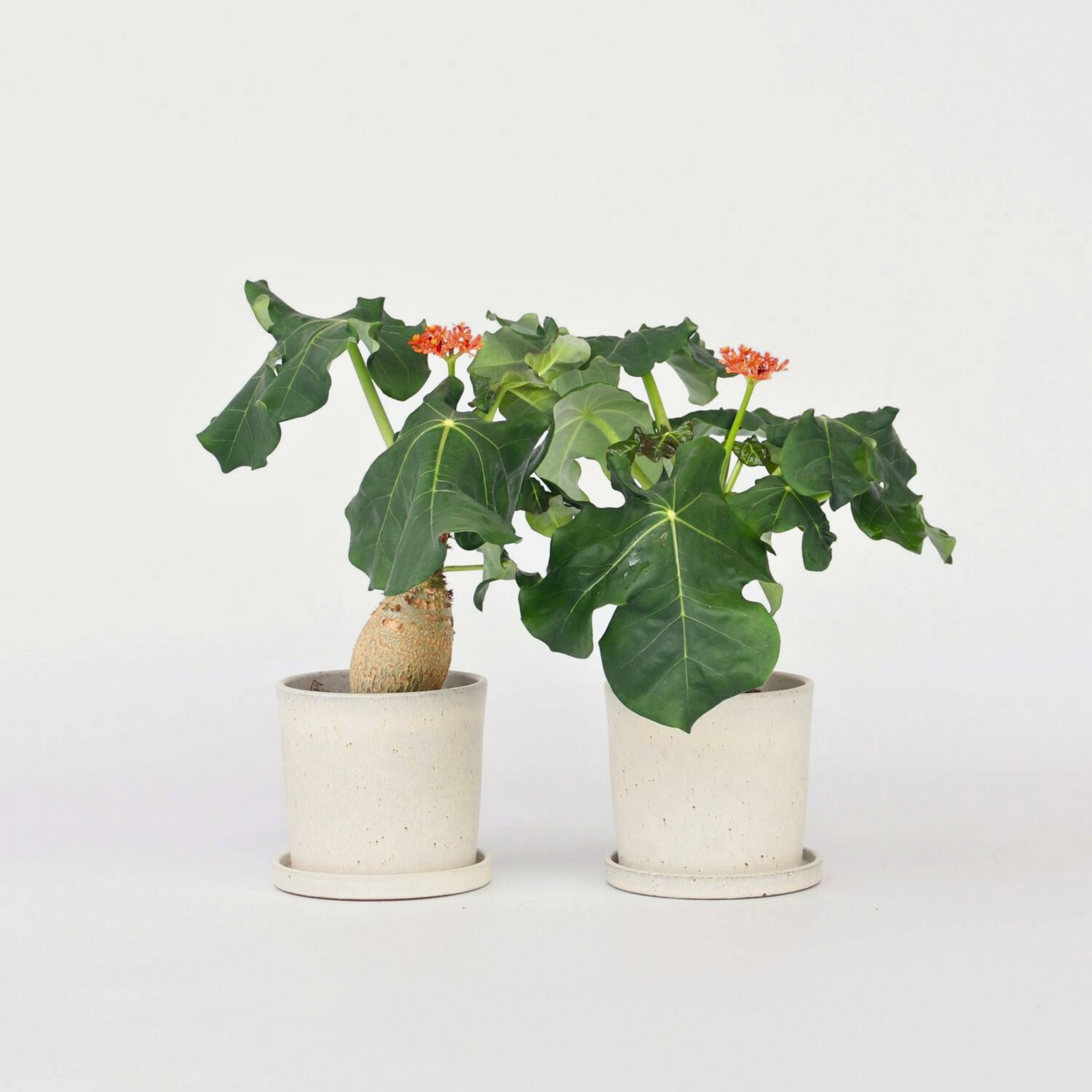 Buddha Belly - 2 Pcs. - Jatropha Podagrica - Height 25-45cm - ⌀13cm | Set of 2 | Orange