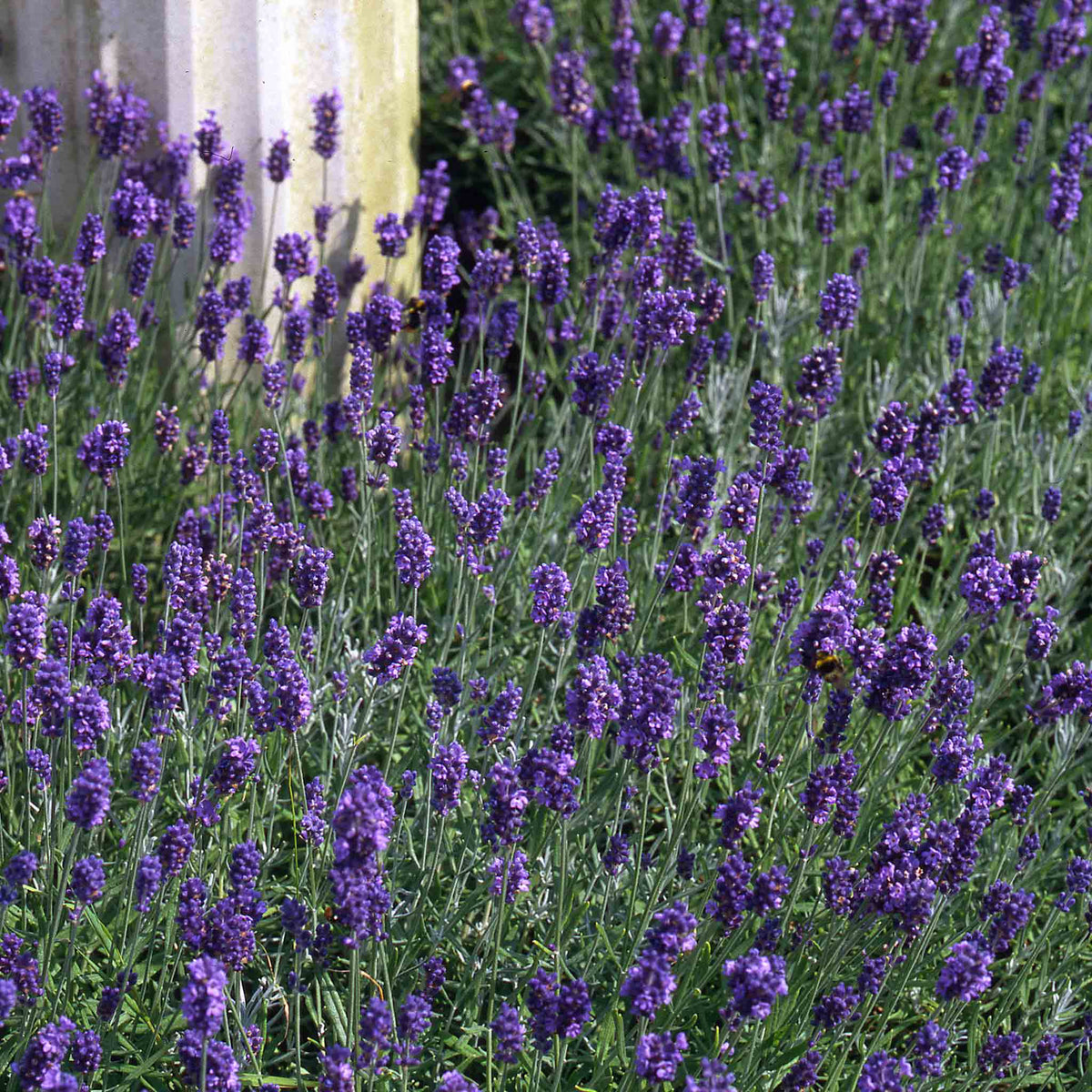 Lavender 'munstead Strain' Compact Fragrant Hardy | 12 x Jumbo Plugs | Multi