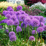 Allium 'globemaster' - Large Purple Globe Flowers | 3 x Bulbs | Purple