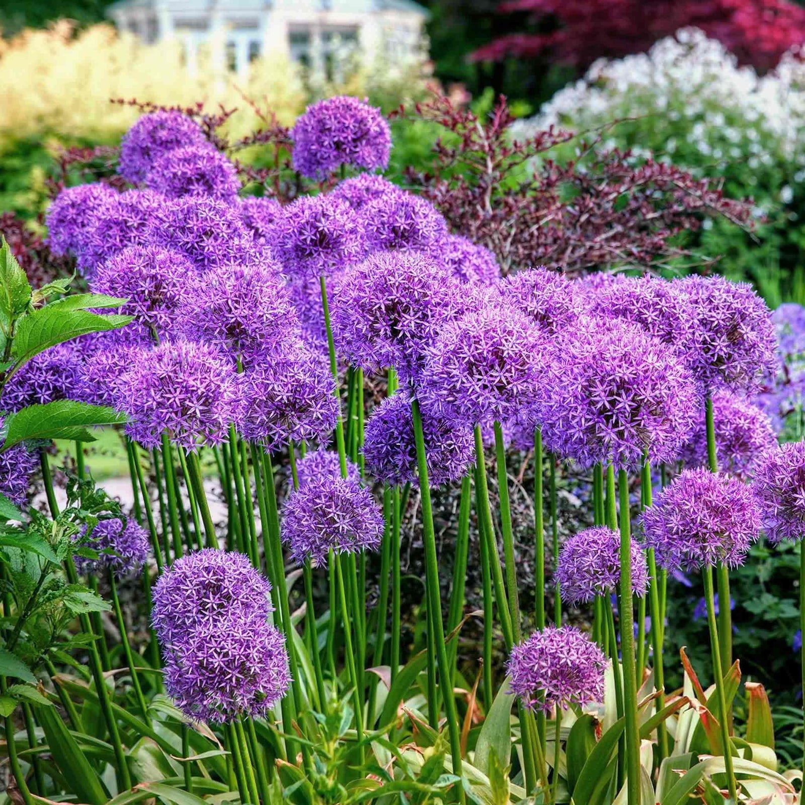 Allium 'globemaster' - Large Purple Globe Flowers | 3 x Bulbs | Purple