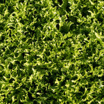 Lettuce Seeds 'crispita Ii' | 400 Seeds