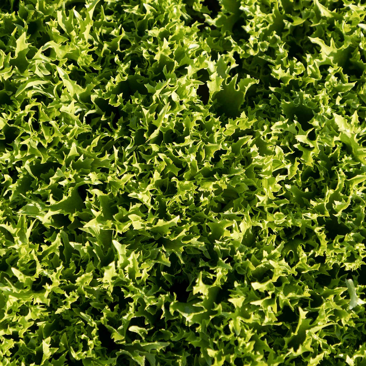 Lettuce Seeds 'crispita Ii' | 400 Seeds