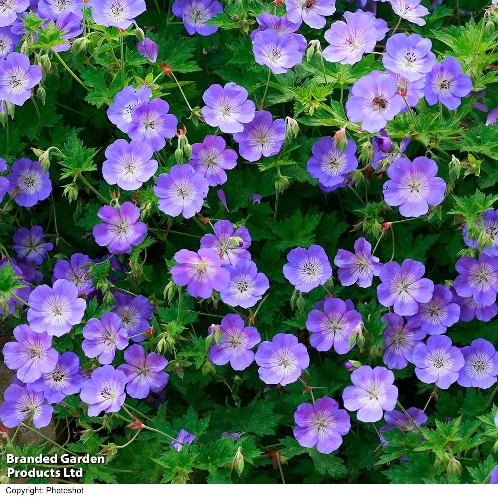Geranium Rozanne 9cm Pot | Set of 1