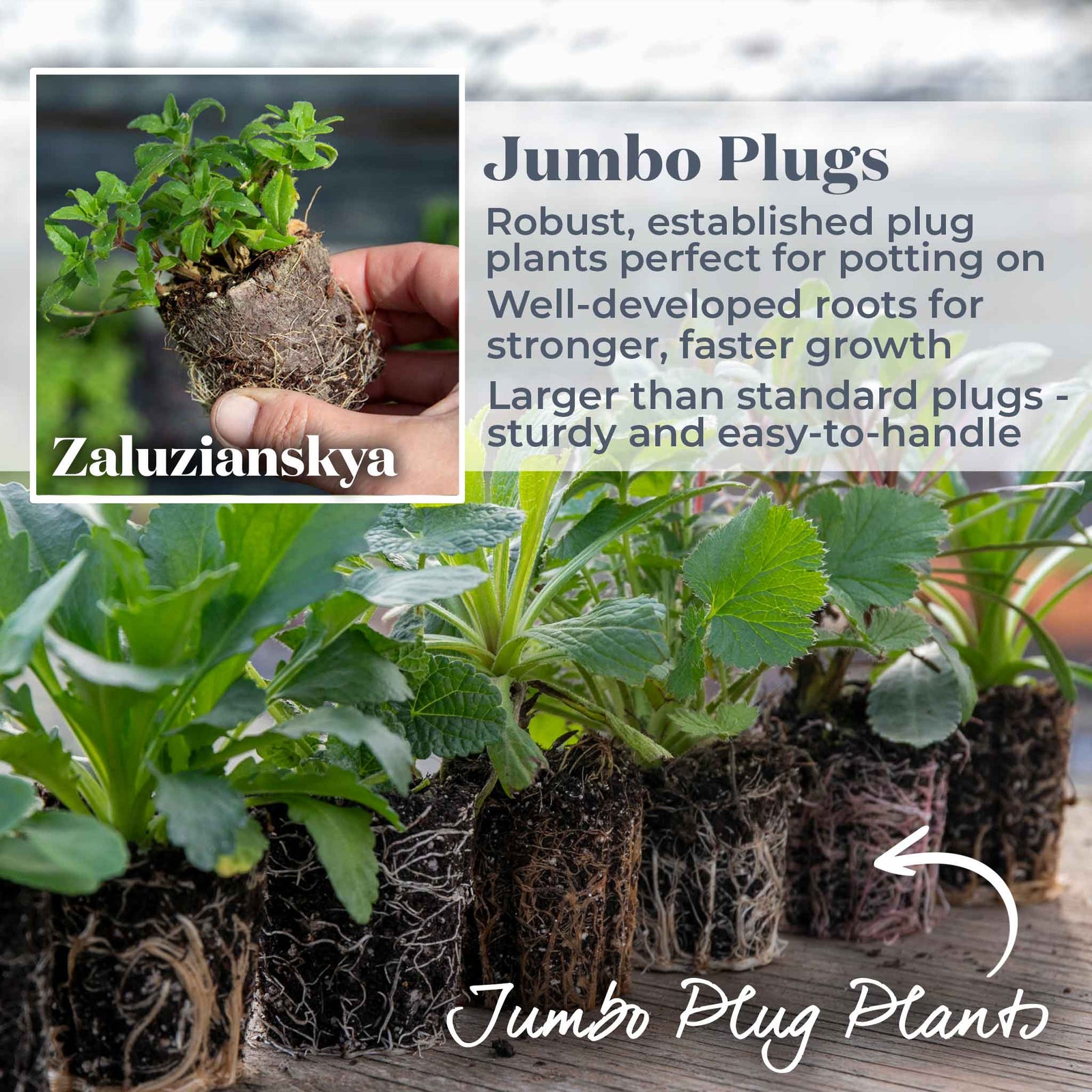 Zaluzianskya 'orange Eye' Night Phlox | 6 x Jumbo Plugs | Multi