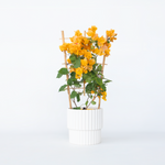 Paper Flower - Height 50-60cm - ⌀17cm | Set of 1 | Yellow