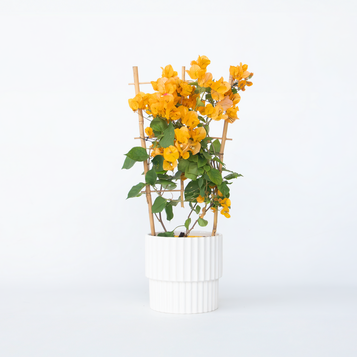 Paper Flower - Height 50-60cm - ⌀17cm | Set of 1 | Yellow