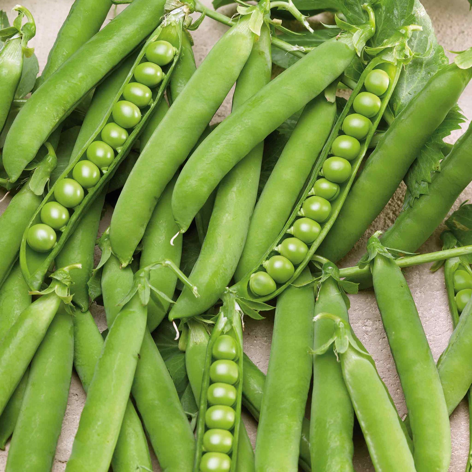 Pea Hurst Green Shaft | 300 Seeds