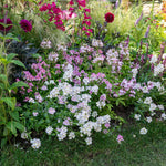 Nemesia Poetry Mix | 20 Seeds