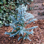 Eucalyptus Gunnii 'azura' Compact Silver-blue Evergreen For Pots And Borders Plant | 1 x 3L | Blue