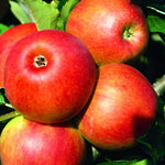 Apple Jonagold Fruit Tree 6ft Tall Supplied In A 12 Litre Pot
