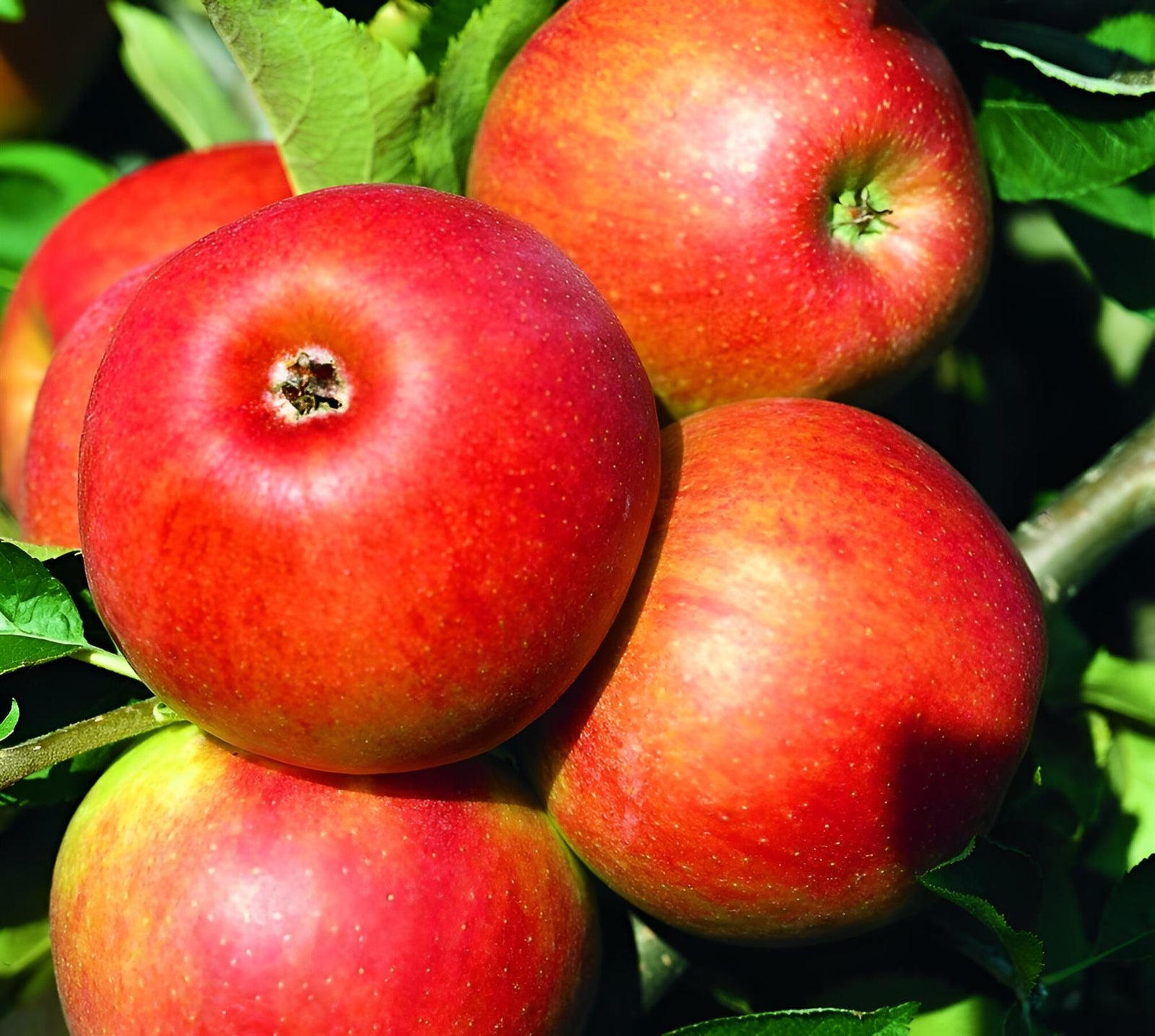 Apple Jonagold Fruit Tree 6ft Tall Supplied In A 12 Litre Pot