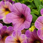 Hayloft Calibrachoa Collection - Mini Petunias, Set Of 5 Young Plants