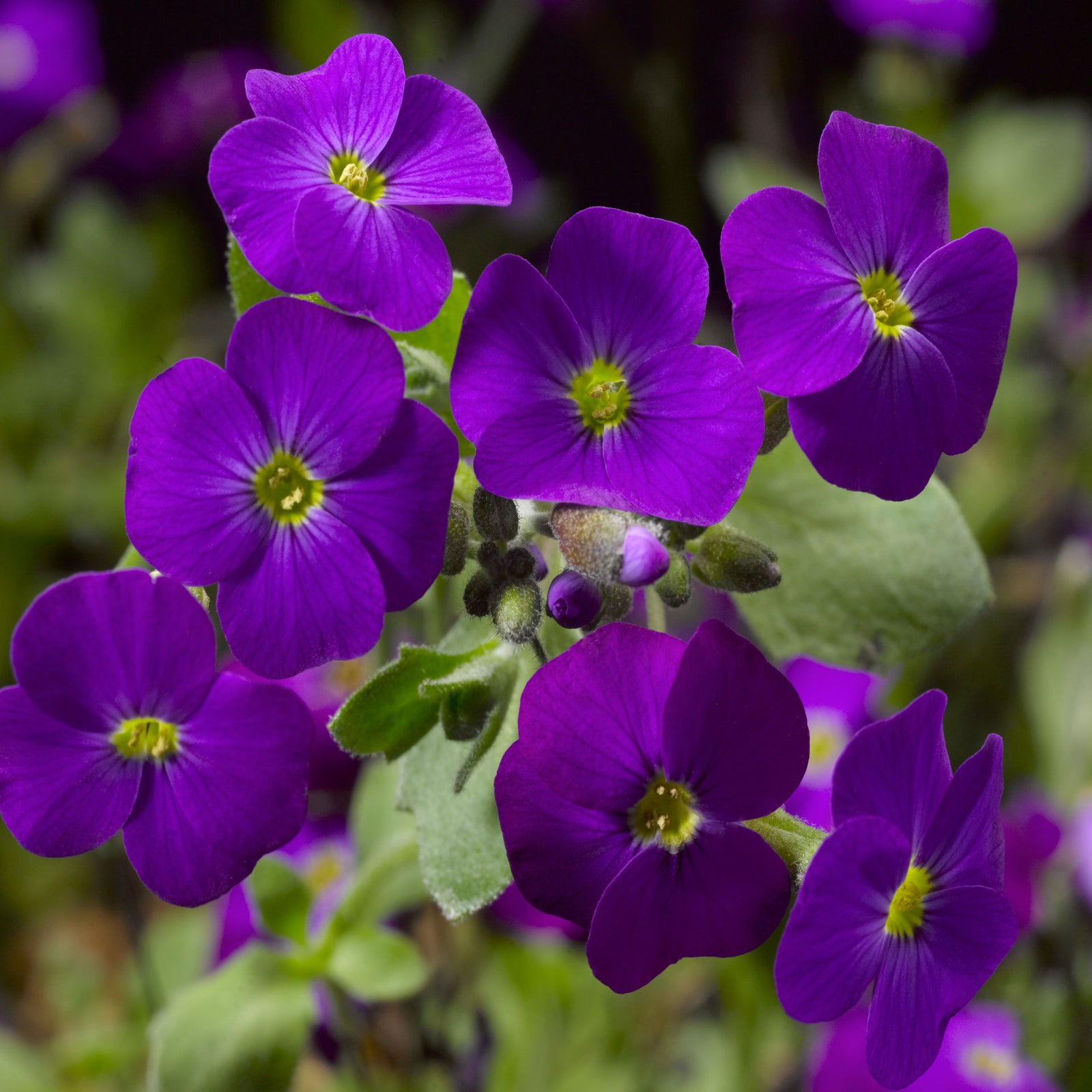 Astonishing Aubrieta Collection - Plug Plants | 3 x Plug Plants | Mixed