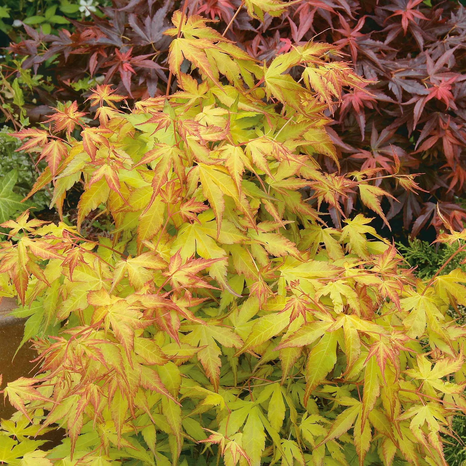 Acer Palmatum 'katsura' Japanese Maple - Ornamental | 1 x 9cm