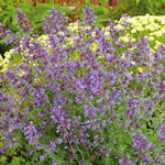 Nepeta 'walker's Low' - Low-growing Pollinator-friendly Catmint | 3 x Jumbo Plugs | Purple