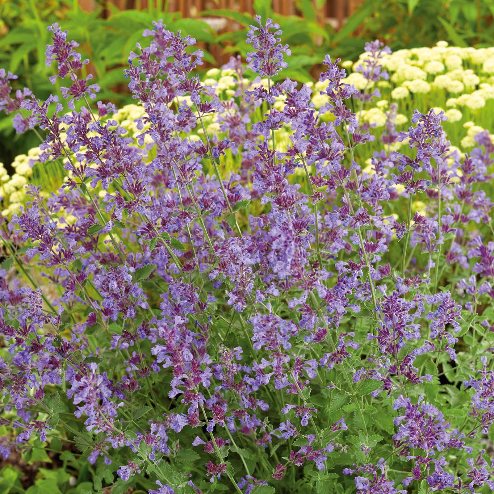 Nepeta 'walker's Low' - Low-growing Pollinator-friendly Catmint | 6 x Jumbo Plugs | Purple