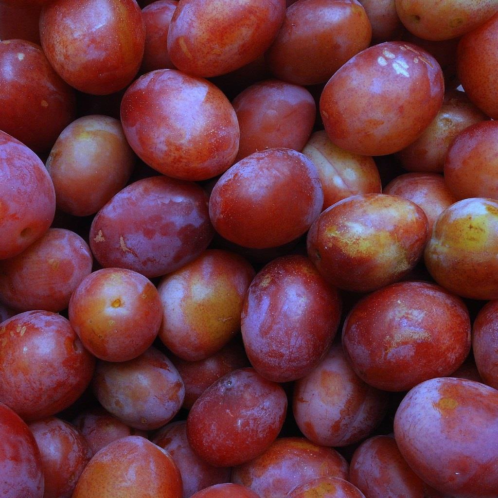 Prunus Victoria Plum Fruit Tree 140-150cm Tall Supplied Bare Rooted