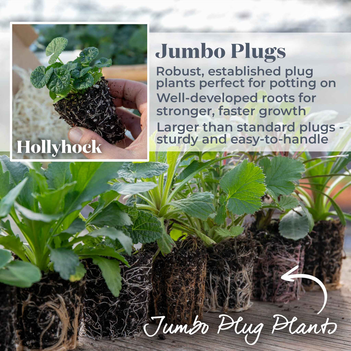 Hollyhock 'halo Mix' - Tall Summer-flowering Perennial | Set of 24