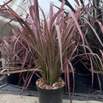 Direct Plants Phormium Evening Glow Evergreen Shrub Extra Large 2.5-3ft Instant Plant In A 10 Litre Pot