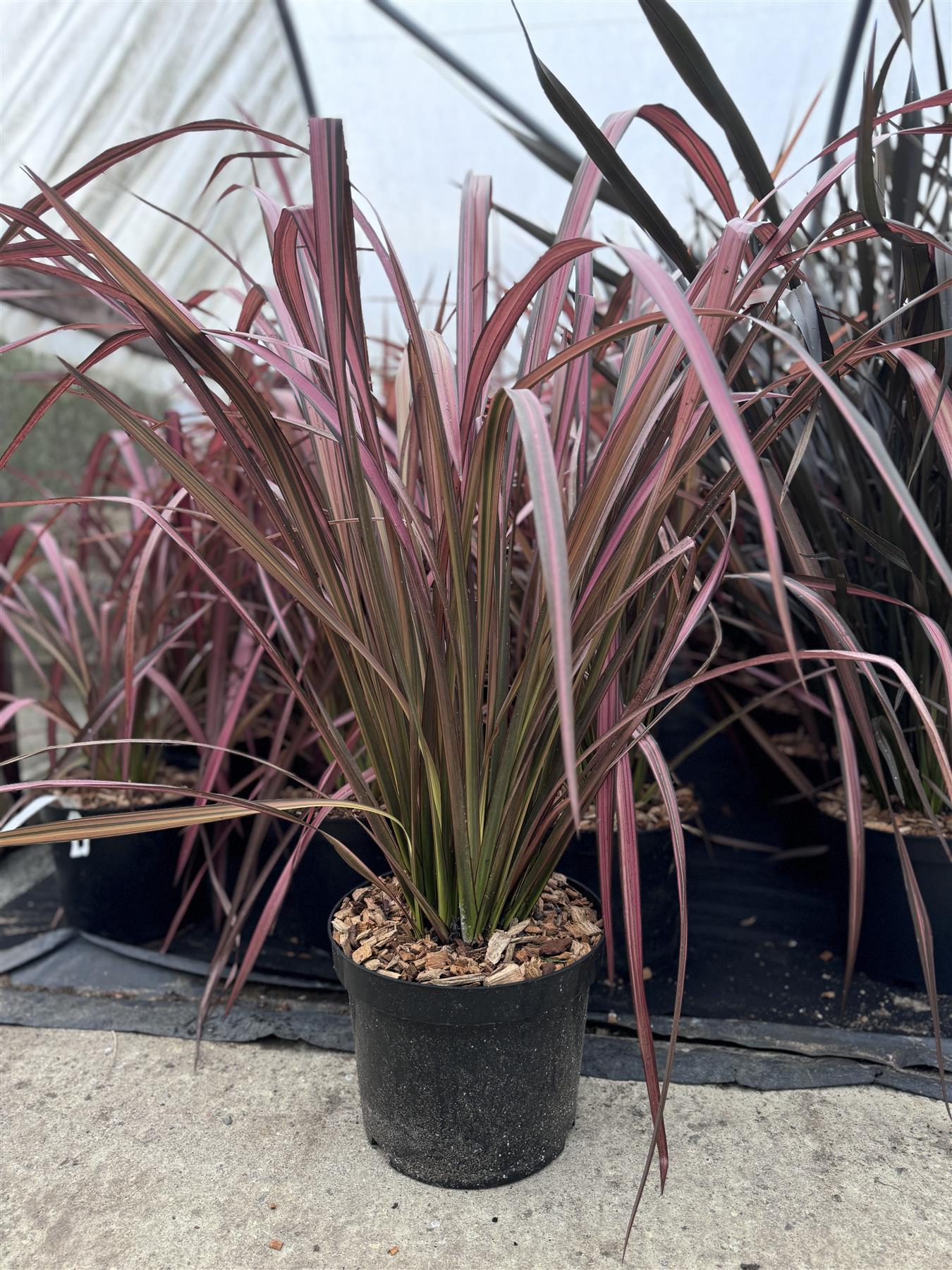 Direct Plants Phormium Evening Glow Evergreen Shrub Extra Large 2.5-3ft Instant Plant In A 10 Litre Pot