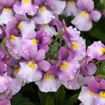 Nemesia 'nuvo Pink Bicolour' Bedding Plug Plants | Set of 12 | Pink