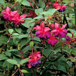 Fuchsia Hardy Collection | 3 x Jumbo Plug Plants | Multi