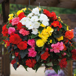 Begonia Non Stop Tubers | Set of 20