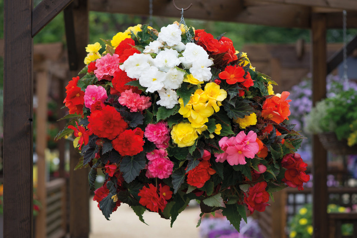 Begonia Non Stop Tubers | Set of 40
