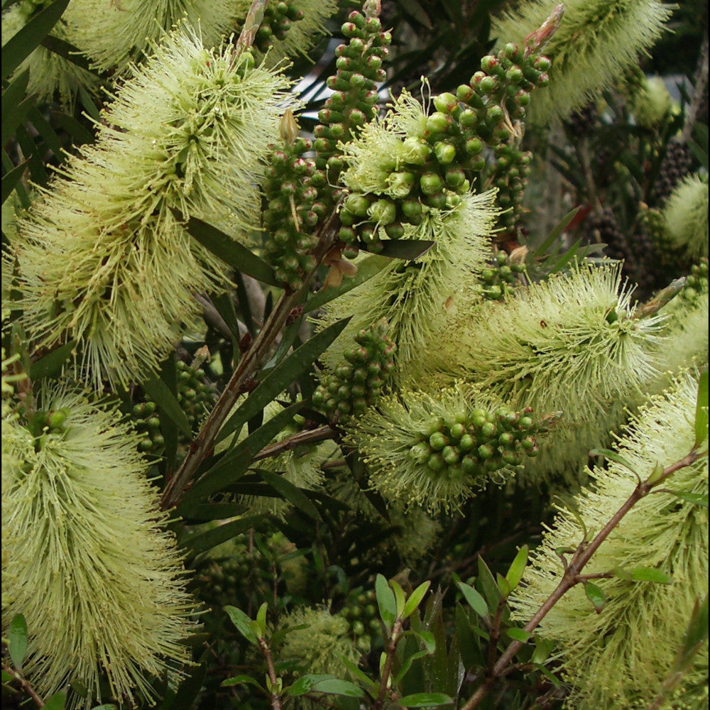 Callistemon Collection - A Set Of 3 Bottlebrush Plants In 9cm Pots