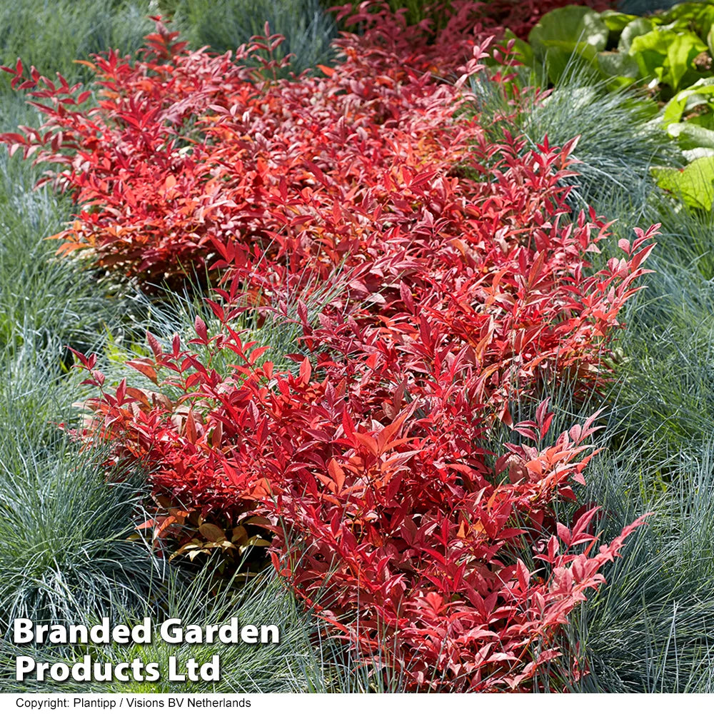 Nandina Domestica Obsessed | Set of 3