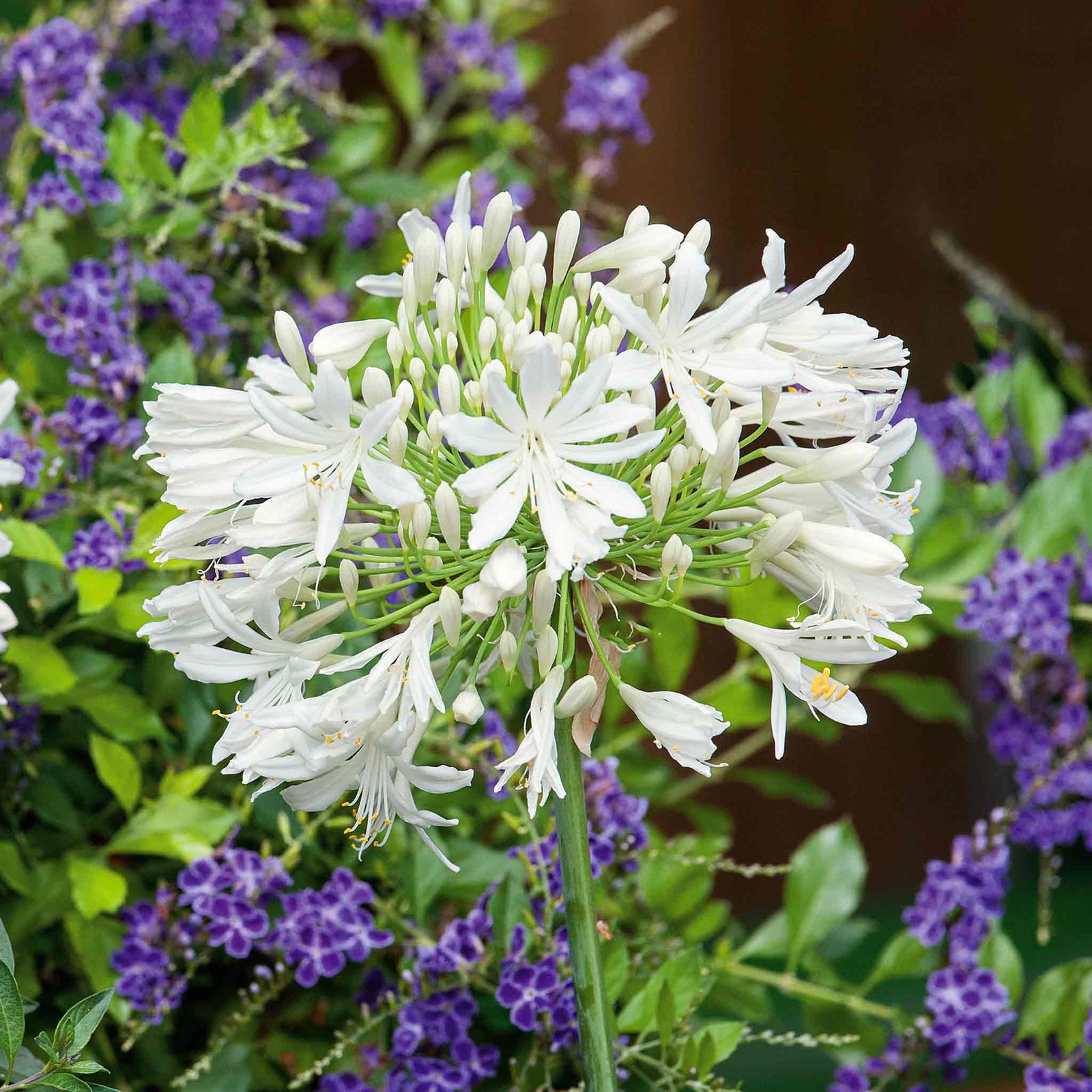Agapanthus 'white' | Set-of-2 | White
