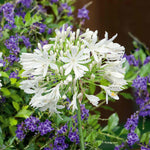 Agapanthus 'white' | Set of 2 | White