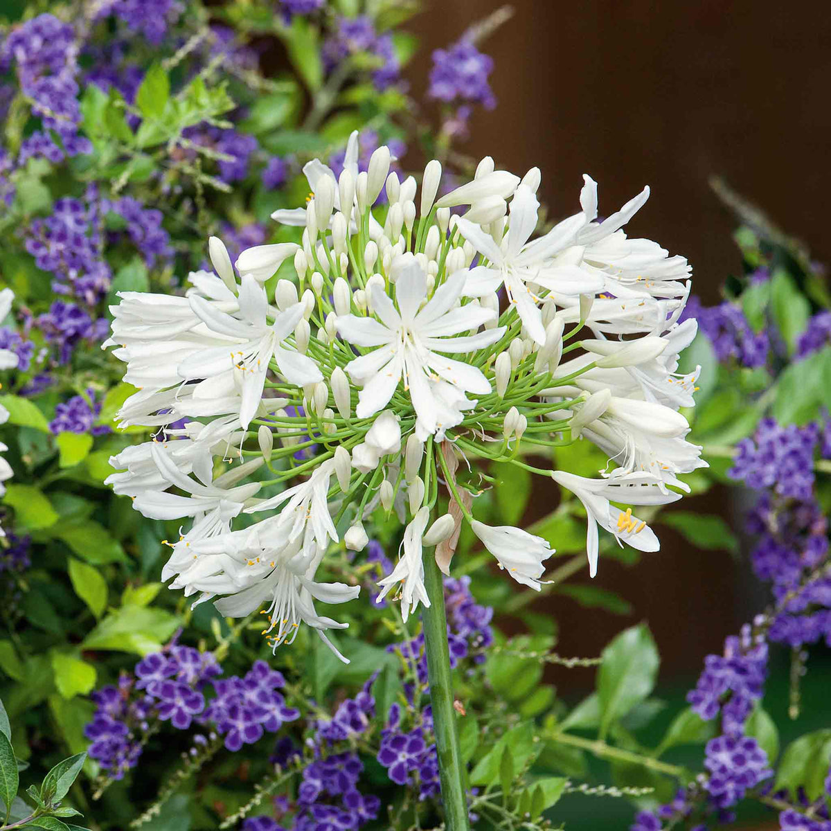 Agapanthus 'white' | Set of 2 | White